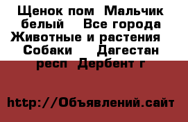 Щенок пом. Мальчик белый  - Все города Животные и растения » Собаки   . Дагестан респ.,Дербент г.